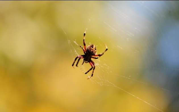 DelmanExpert Pest Control Service & Termite Control Service