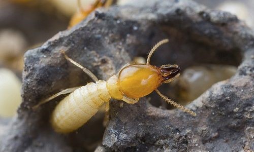 Termite Control