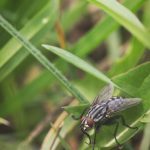 Flies- Food contaminants