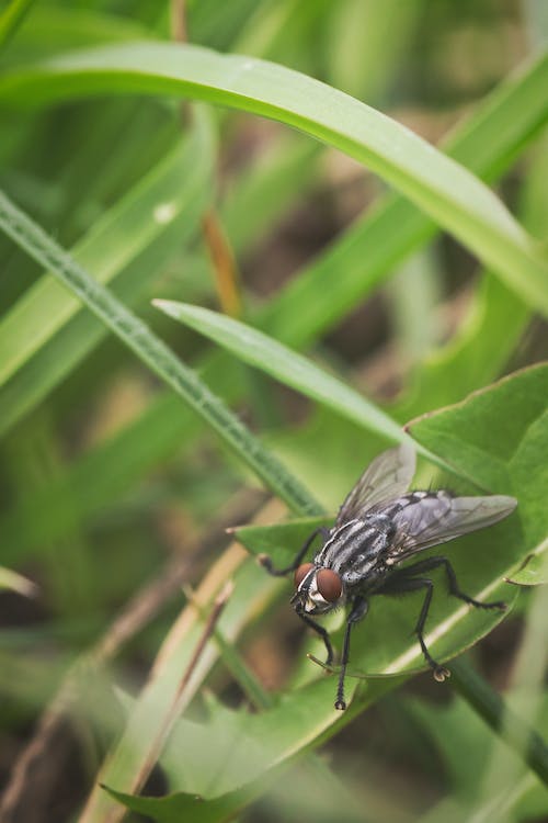 Flies- Food contaminants