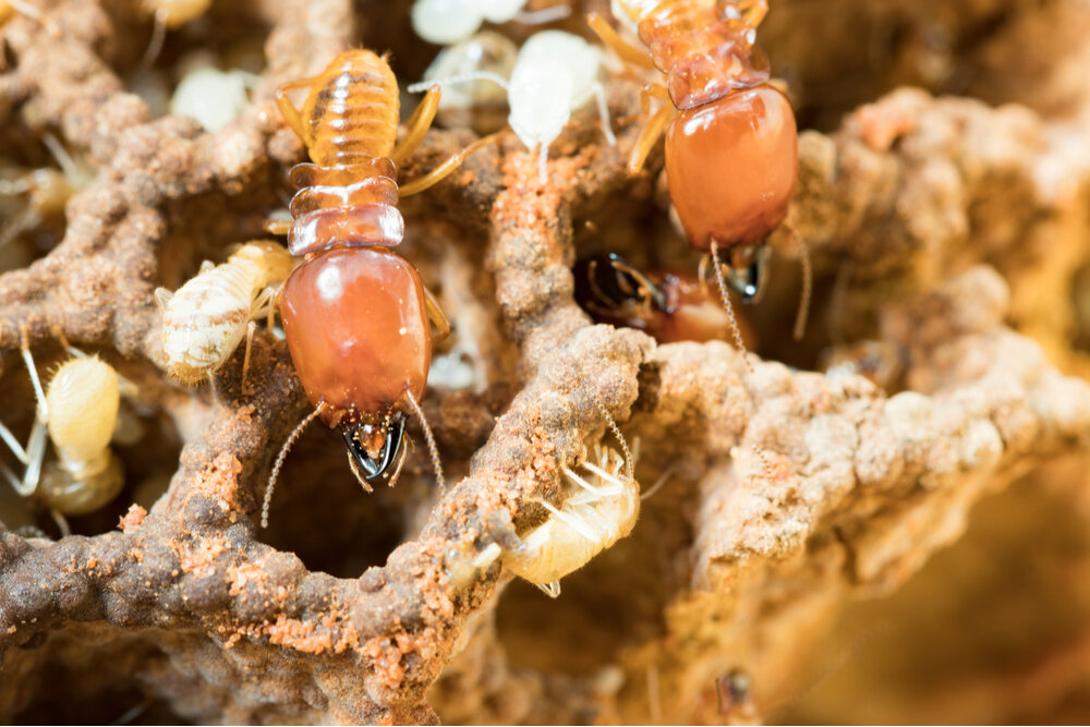 Termites