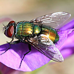 Blow FLy