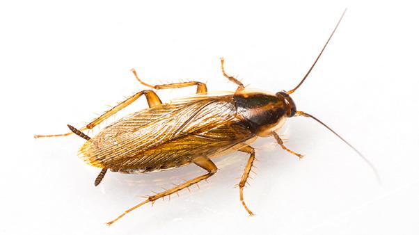 German Cockroach