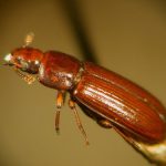 The Darkling Beetle