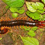 centipedes