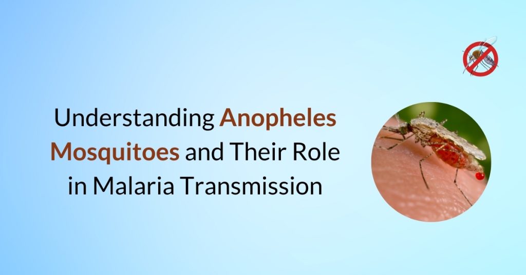 Anopheles Mosquitoes