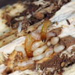 Drywood termites