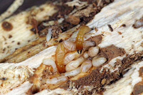 Drywood termites