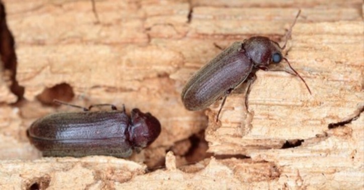Furniture beetle