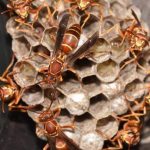PAPER WASP