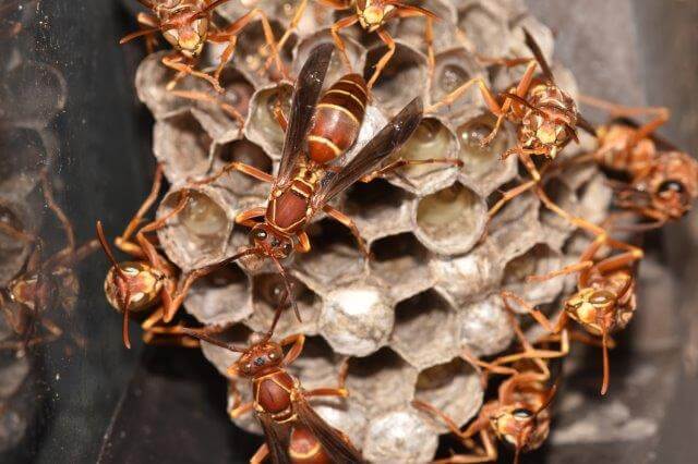 PAPER WASP