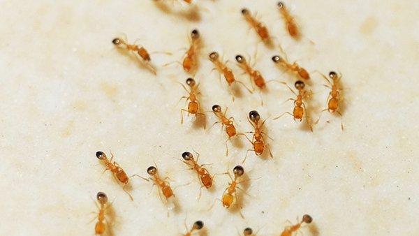 Pharaoh ants