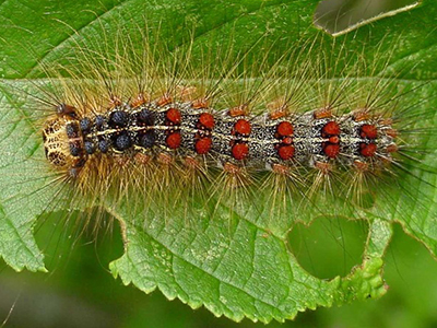 Gypsy moth caterpillar