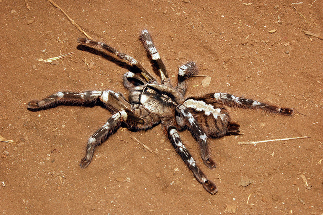 Indian Ornamental Spider