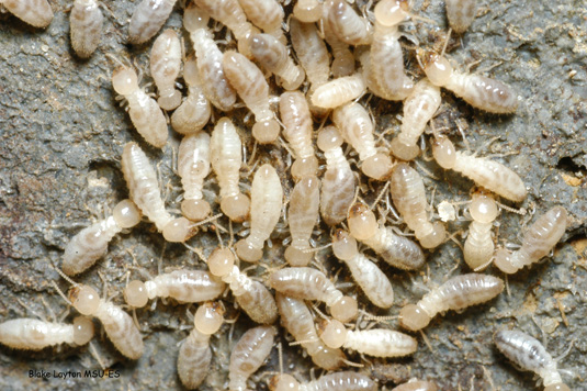 Termites