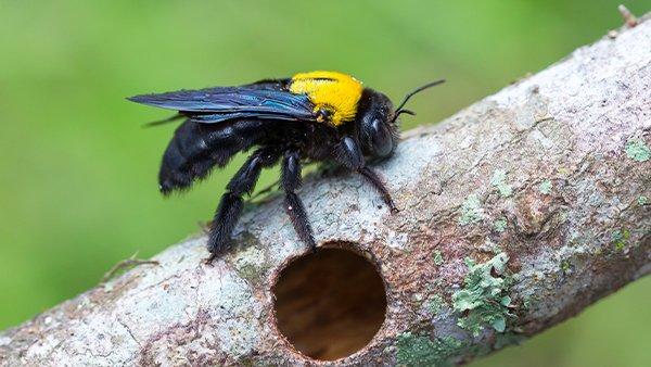 Carpenter bees