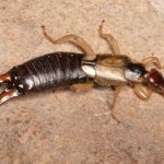 Earwigs