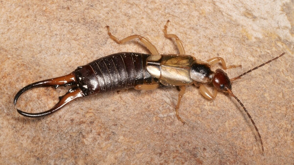 Earwigs