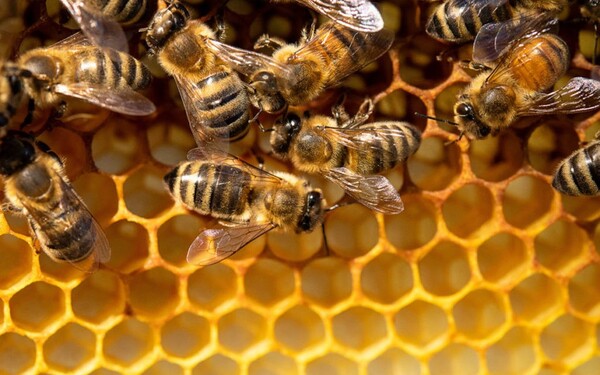 Honey bees