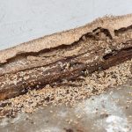 TERMITE MUD TUBES