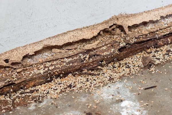 TERMITE MUD TUBES