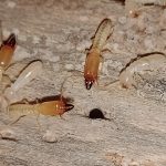 Termites