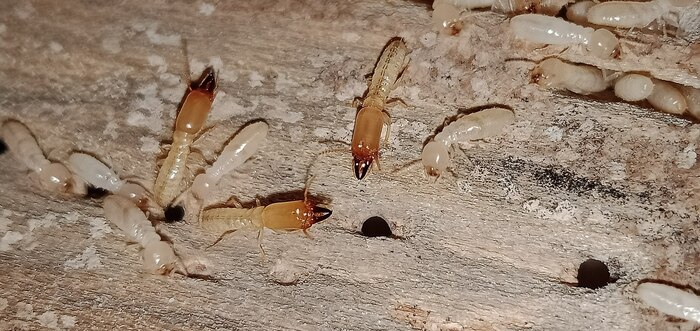 Termites