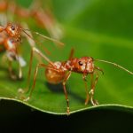 Weaver ants