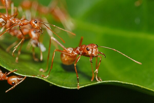 Weaver ants