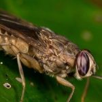 TSETSE FLY