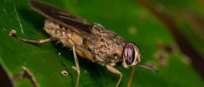 TSETSE FLY