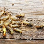 Termites Main Diet