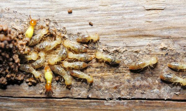 Termites Main Diet