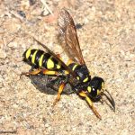 Digger wasp