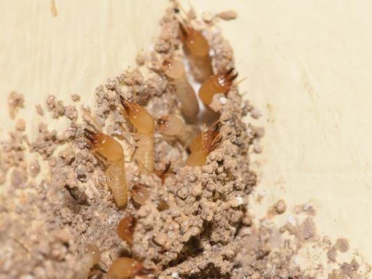 Subterranean Termites