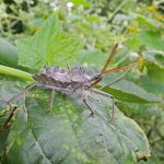 Wheel bugs