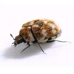 Carpet beetles