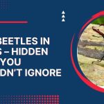 Stag Beetles in Homes
