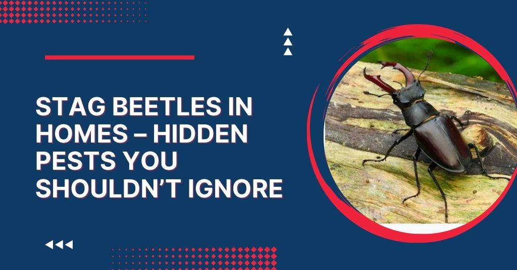 Stag Beetles in Homes
