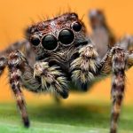 Jumping spiders