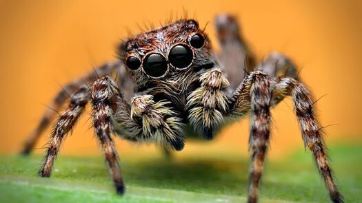 Jumping spiders