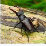 stag beetles