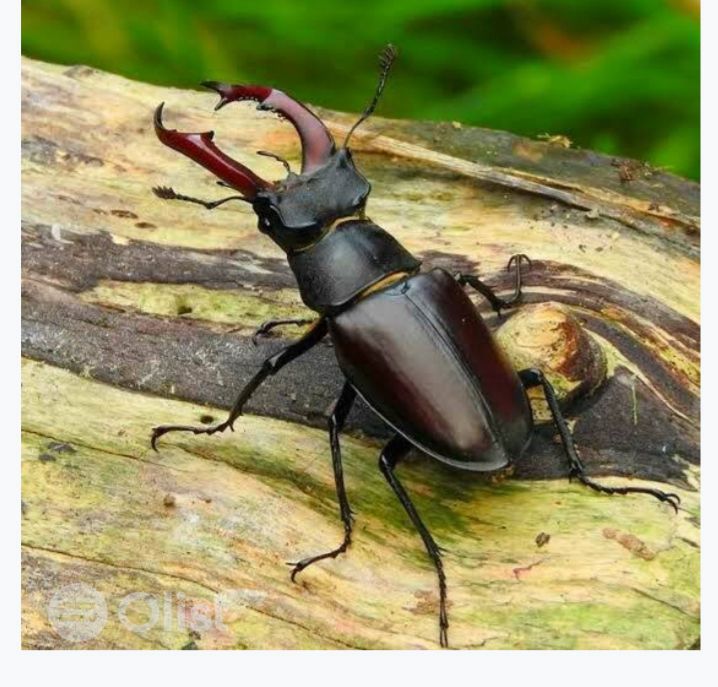 stag beetles