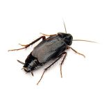 Oriental Cockroach