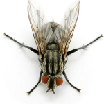 cluster fly