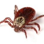 Ticks