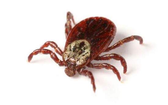 Ticks