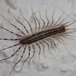 Centipedes