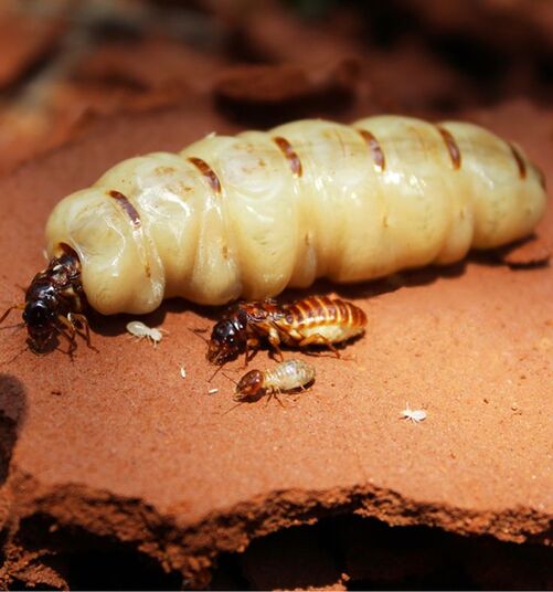 Termite Queen