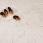 Bedbugs